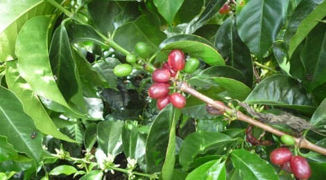 ゲイシャブレンド好評です！