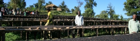 エチオピア「サワナ農園」ナチュラル