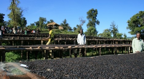 エチオピア「サワナ農園」ナチュラル